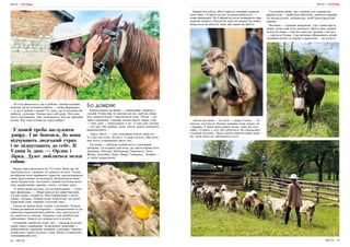 64 | МІСТО МІСТО | 65
«В селі дивуються, що я роблю з двома конями,
мовляв, це ж чоловіча робота, — каже фермерка.
— А що я роблю з ними? Те саме, що й чоловіки би
робили з конями. Чудово даю собі раду. Мої коні
чисті, нагодовані. Так, втомлююся. Але це приємна
втома. Від такої втоми на серці добре».
Ферма простягнулася на 15 соток. Вона ще об-
лаштовується. Тварини тут живуть на волі. Уляна
незабаром хоче приймати туристів, організовувати
кінні прогулянки та екскурсії, облаштувати неве-
личкі будиночки, частувати свіжим козячим моло-
ком, крафтовими сирами і чаєм з лісових трав.
«У мене живе молоко, не пастеризоване, — пояс-
нює фермерка. — Зберігаються всі живі бактерії,
а в них якраз і користь. Моя підписниця з інста-
граму, лікарка, завжди каже пацієнтам, що дуже
корисний саме «живий» козячий сир».
Також на фермі буде ставок з нутріями. Планує
Уляна розвивати іпотерапію — оздоровлення за до-
помогою терапевтичної роботи, яка ґрунтується
на заняттях із кіньми. Зокрема і для реабілітації
військових. Наразі усе впирається в кошти.
Основний заробіток поки що — продаж козячих
сирів через соцмережі. Асортимент немалий: з
пажитником, пряними травами, горіхами, чорним
кунжутом і пряні кульки з сиру Шевр в оливковій і
соняшниковій олії.
Бо довіряє
Кожен ранок на фермі — однаковий. Підйом о
сьомій. Уляна йде по молоко до кіз, щоб на сніда-
нок зварити кашу і присмачити каву. Потім — ве-
лике годування. Спершу козам дають зерно, тоді
— сіно, далі — випускають у ліс. А там самі ласощі
— хто що собі знайде: кущі, листя, навіть папороть
вишпортують…
«Бась, бась!» — так господиня кличе своїх кіз.
Їх у неї пів сотні. До речі, ті дуже хочуть, аби коло
них хтось сторожував увесь час.
Тут вони — люблені особистості з власними
іменами. Господиня пам’ятає, як звати майже всіх:
Даринка, Мальва, Айтішниця, Принцеса, Лате,
Жужа, Альпійка, Ніка, Нюра, Галицька… Кожна —
зі своїм характером.
ЖИТТЯ | ГОСПОДА ЖИТТЯ | ГОСПОДА
Деяких кіз узяла, аби ті просто спокійно дожили
свого віку. «У житті не все за гроші робиться», —
каже фермерка. На її фермі всі кози помирають при-
родною смертю. Ніколи на заріз не віддає. Бо навіть
якщо коза не доїться, вона має право на життя.
«Кози для мене — як діти, — додає Уляна. — Ту-
ляться, ластяться. Кожна тварина хоче ласки, як
і людина. У мене вони мають волю, тому всі спо-
кійні. Гуляють у лісі. Не губляться, бо спрацьовує
стадний інстинкт. Якось навіть вивели мене додо-
му, коли мало не заблукала в лісі».
Господиня каже, що з-поміж усіх тварин на
фермі кози — найбільш збиточні, люблять нароби-
ти шкоди різної, наприклад, пооб’їдати фруктові
дерева.
Віслюки — страшні впертюхи. «До стайні йдуть
лише, коли самі того захочуть. Якось троє людей
пхали віслюка, і той все одно не зрушив з місця»,
— сміється Уляна. І ще віслюки обожнюють дітей,
залюбки возять їх верхи, а дорослих — не хочуть.
У коней треба заслужити
довіру. І не боятися, бо вони
відчувають людський страх
і не підпускають до себе. В
Уляни їх двоє — Орлик і
Зірка. Дуже любляться межи
собою
 