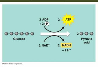 ไกลโคไลซิส
 