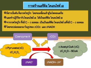 การสร้างแอซีติลโคเอนไซด์เอ
มีสารเริ่มต้นคือกรดไพรูวิก โดยจะเคลื่อนเข้าสู่ไมโตคอนเดรีย
และทาปฏิกิริยากับโคเอนไซม์เอ ได้เป็นอะซิติลโคเอนไซม์เอ
จากกรดไพรูวิกซึ่งมีC – 3 อะตอม เป็นเป็นอะซิติลโคเอนไซม์เอซึ่งมีC – 2 อะตอม
โดยจะปล่อยออกมาในรูปของ2CO2 และ2NADH
2 Pyruvate(3C)
2C3H4O3
2NADH+2H+2NAD+
2 AcetylCoA(2C)
2C2H3O– SCoA
CoenzymeA 2CO2
 