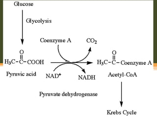 การสร้างแอซีติล โคเอนไซด์ เอ
 