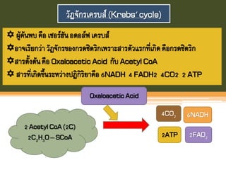 วัฏจักรเครบส์ (Krebs' cycle)
 ผู้ค้นพบคือเซอร์ฮันอดอล์ฟเครบส์
อาจเรียกว่าวัฏจักรของกรดซิตริกเพราะสารตัวแรกที่เกิดคือกรดซิตริก
สารตังต้นคือ OxaloaceticAcid กับ AcetylCoA
 สารที่เกิดขึนระหว่างปฏิกิริยาคือ 6NADH 4 FADH2 4CO2 2 ATP
2 AcetylCoA(2C)
2C2H3O– SCoA
OxaloaceticAcid
4CO2
2ATP 2FAD2
6NADH
 