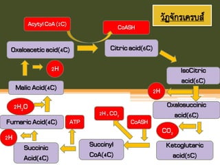วัฏจักรเครบส์
Oxaloaceticacid(4C) Citricacid(6C)
AcytylCoA(2C) CoASH
IsoCitric
acid(6C)
Oxalosuccinic
acid(6C)
2H
Ketoglutaric
acid(5C)
CO2
Succinyl
CoA(4C)
CoASH
2H, CO2
Succinic
Acid(4C)
ATPFumaricAcid(4C)
2H
MalicAcid(4C)
2H2O
2H
 