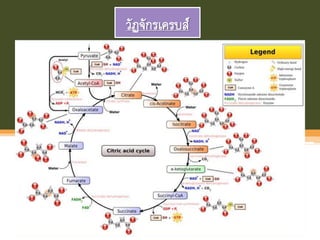 วัฏจักรเครบส์
 