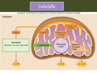 ไกลโคไลซิส
 