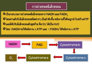 การถ่ายทอดอิเล็กตรอน
เป็นกระบวนการถ่ายทอดอิเล็กตรอนจากNADHและFADH2
โดยผ่านตัวรับอิเล็กตรอนชนิดต่างๆเป็นลาดับขันพลังงานที่ได้จะถูกนาไปสร้างATP
และมีตัวรับอิเล็กตรอนตัวสุดท้ายคือO2ได้เป็นH2O
โดย1NADHจะให้พลังงาน3 ATPและ 1FADH2ให้พลังงาน2 ATP
NADH FAD Cytochromeb
CytochromecCytochromeaO2
 