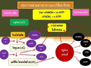 สรุปการสลายสารอาหารแบบใช้ออกซิเจน
กลูโคส(6C)
ไซโทพลาสซึม
ไกลโคไลซิส
ไพรูเวต(3C)
2AT
P
4ATP
แอซิติลโคเอนไซม์เอ(2C)
2NADH
2CoA
S 2CO2
2NAD
H
ไมโทคอนเดรีย
วัฎจักร
เครบส์
6NAD
H
6CO
2
2ATP
2FADH2
การถ่ายทอด
อิเล็กตรอน
รวม10NADH= 30ATP
2FADH2 =4 ATP
 
