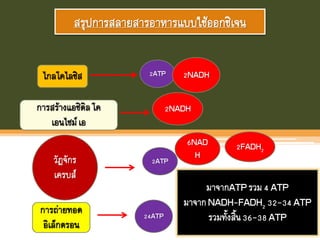 สรุปการสลายสารอาหารแบบใช้ออกซิเจน
มาจากATPรวม4 ATP
มาจากNADH-FADH2 32-34ATP
รวมทังสิน36-38ATP
ไกลโคไลซิส 2ATP
การสร้างแอซิติลโค
เอนไซม์เอ
วัฎจักร
เครบส์
2ATP
การถ่ายทอด
อิเล็กตรอน
24ATP
2NADH
2NADH
6NAD
H
2FADH2
 