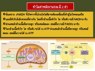ทาไมค่าพลังงานรวมมี 2 ค่า
นั่นเพราะ 2NADH ที่เกิดจากขันไกลโคไลซิสจะต้องเคลื่อนที่เข้าสู่ไมโทคอนเดรีย
และมีตัวรับอิเล็กตรอนที่ต่างกัน โดยที่กล้ามเนือหัวใจ ไต หรือตับจะมีNADHมารับ
ส่วนเซลล์กล้ามเนือยึดกระดูก หรือเซลล์สมอง เซลล์อื่นๆจะมีFADH2มารับ
ในกล้ามเนือหัวใจ ไต หรือตับจะได้38ATPส่วนเซลล์กล้ามเนือยึดกระดูก หรือเซลล์
สมอง เซลล์อื่นๆจะได้36ATP
 