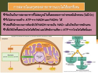 การสลายโมเลกุลของสารอาหารแบบไม่ใช้ออกซิเจน
จัดเป็นเป็นการสลายอาหารที่ไม่สมบูรณ์ในขันตอนของการถ่ายทอดอิเล็กตรอน(ไม่มีO2)
จึงไม่สามารถสร้าง ATPจากNADHและFADH2 ได้
เซลล์จึงมีกระบวนการผันกลับให้NADHกลายเป็น NAD+แล้วเกิดเป็นการหมักแทน
เพื่อให้เกิดขันตอนไกลโคไลซิสใหม่และได้พลังงานเพียง2 ATPจากไกลโคไลซิสนั่นเอง
 