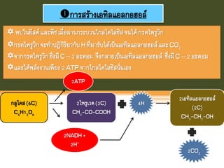 การสร้างเอทิลแอลกอฮอล์
 พบในยีสต์และพืชเมื่อผ่านกระบวนไกลโคไลซิสจนได้กรดไพรูวิก
กรดไพรูวิกจะทาปฏิกิริยากับH ที่มารับได้เป็นเอทิลแอลกอฮอล์และCO2
จากกรดไพรูวิกซึ่งมีC – 3 อะตอม จึงกลายเป็นเอทิลแอลกอฮอล์ ซึ่งมีC –2 อะตอม
และได้พลังงานเพียง2 ATPจากไกลโคไลซิสนั่นเอง
กลูโคส(6C)
C6H12O6
2ไพรูเวต(3C)
CH3-CO-COOH
2ATP
2NADH+
2H+
4H
2เอทิลแอลกอฮอล์
(2C)
CH3-CH2-OH
2CO2
 