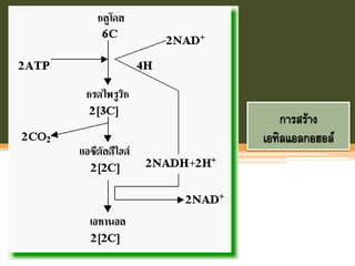 การสร้าง
เอทิลแอลกอฮอล์
 
