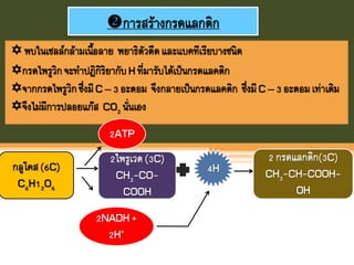 การสร้างกรดแลกติก
 พบในเซลล์กล้ามเนือลาย พยาธิตัวตืดและแบคทีเรียบางชนิด
กรดไพรูวิกจะทาปฏิกิริยากับH ที่มารับได้เป็นกรดแลคติก
จากกรดไพรูวิกซึ่งมีC – 3 อะตอม จึงกลายเป็นกรดแลคติก ซึ่งมีC – 3 อะตอมเท่าเดิม
จึงไม่มีการปลอยแก๊ส CO2 นั่นเอง
กลูโคส(6C)
C6H12O6
2ไพรูเวต(3C)
CH3-CO-
COOH
2ATP
2NADH+
2H+
4H
2 กรดแลกติก(3C)
CH3-CH-COOH-
OH
 