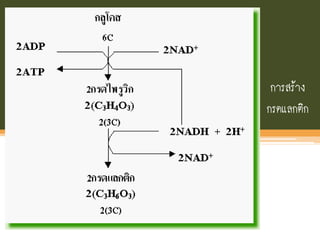 การสร้าง
กรดแลกติก
 