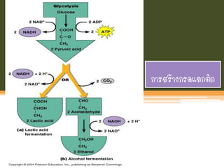 การสร้างกรดแลกติก
 