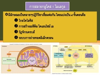 การสลายกลูโคส1 โมเลกุล
มีลักษณะเป็นหลายๆปฏิกิริยาเชื่อมต่อกันโดยแบ่งเป็น๔ ขันตอนคือ
 ไกลโคไลซิส
 การสร้างอะซิติลโคเอนไซม์ เอ
 วัฏจักรเครบส์
 ระบบการถ่ายทอดอิเล็กตรอน
 