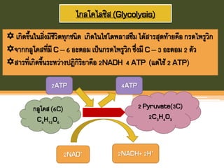 ไกลโคไลซิส(Glycolysis)
 เกิดขึนในสิ่งมีชีวิตทุกชนิด เกิดในไซโตพลาสซึมได้สารสุดท้ายคือกรดไพรูวิก
จากกลูโคสที่มี C – 6 อะตอมเป็นกรดไพรูวิกซึ่งมี C – 3 อะตอม2 ตัว
สารที่เกิดขึนระหว่างปฏิกิริยาคือ2NADH 4 ATP (แต่ใช้2 ATP)
กลูโคส(6C)
C6H12O6
2 Pyruvate(3C)
2C3H4O3
2NADH+2H+
2NAD+
2ATP 4ATP
 