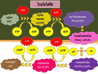 ไกลโคไลซิส
กลูโคส
(6C)
กลูโคส
ฟอสเฟต
(6C)(Pi)
ATP ADP
ฟรุกโทสไดฟอสเฟต
(Pi)(6C)(Pi)
ATP ADP
2ฟอสโฟกลีเซอไรด์
(PGAL) (3C)(Pi)
2ไดฟอสโฟกลีเซ
อริก(Pi)(3C)(Pi)
2Pi 4H
2ฟอสโฟกลีเซ
อริก(3C)(Pi)
2ADP 2ATP
2กรดไพรูวิก
(3C)
2ADP 2ATP
ATP
ATP
2ATP2ATP
 