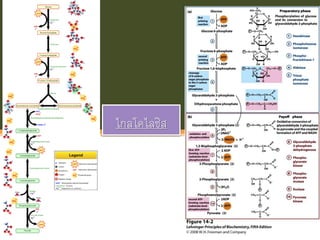 ไกลโคไลซิส
 