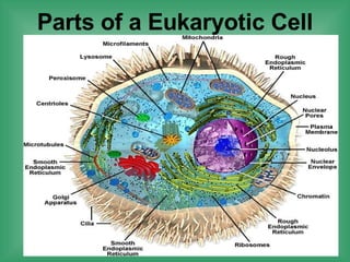 Parts of a Eukaryotic Cell 