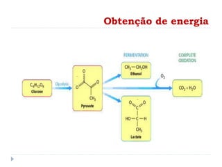 Obtenção de energia
 