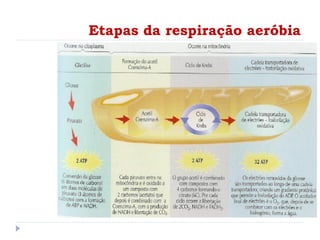 Etapas da respiração aeróbia
 