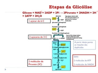 Etapas da Glicólise
2 açúcares de 3 C
1 açúcar de 6 C
A partir deste ponto
as reações são
duplicadas
2 moléculas de
Piruvato (3C)
Saldo
2 moléculas de ATP
2 moléculas de NADH
Glicose + NAD + 2ADP + 2Pi → 2Piruvato + 2NADH + 2H
+ 2ATP + 2H2O
 