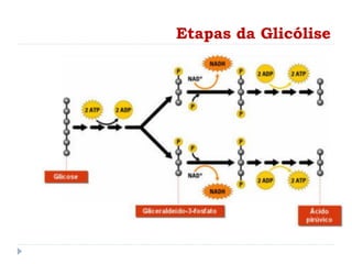 Etapas da Glicólise
 