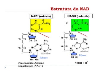 Estrutura do NAD
NAD+ (oxidada) NADH (reduzida)
 