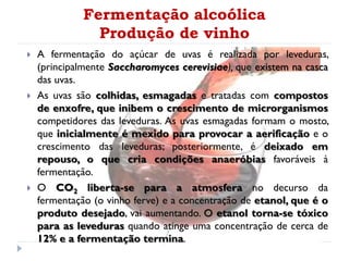 Fermentação alcoólica
Produção de vinho
 A fermentação do açúcar de uvas é realizada por leveduras,
(principalmente Saccharomyces cerevisiae), que existem na casca
das uvas.
 As uvas são colhidas, esmagadas e tratadas com compostos
de enxofre, que inibem o crescimento de microrganismos
competidores das leveduras. As uvas esmagadas formam o mosto,
que inicialmente é mexido para provocar a aerificação e o
crescimento das leveduras; posteriormente, é deixado em
repouso, o que cria condições anaeróbias favoráveis à
fermentação.
 O CO2 liberta-se para a atmosfera no decurso da
fermentação (o vinho ferve) e a concentração de etanol, que é o
produto desejado, vai aumentando. O etanol torna-se tóxico
para as leveduras quando atinge uma concentração de cerca de
12% e a fermentação termina.
 
