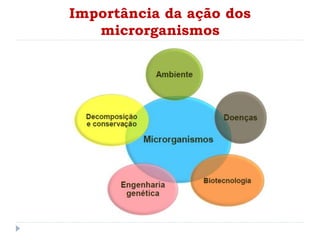 Importância da ação dos
microrganismos
 