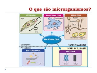 O que são microrganismos?
 