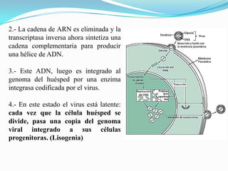 2.- La cadena de ARN es eliminada y la
transcriptasa inversa ahora sintetiza una
cadena complementaria para producir
una hélice de ADN.
3.- Este ADN, luego es integrado al
genoma del huésped por una enzima
integrasa codificada por el virus.
4.- En este estado el virus está latente:
cada vez que la célula huésped se
divide, pasa una copia del genoma
viral integrado a sus células
progenitoras. (Lisogenia)

 