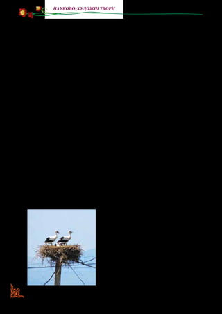 142
науково-художні твори
— А в село чого ж не летять? — чудується Петько.— Дідусь
їм колесо на дереві приготував!
— Ближче до води хочуть! — трохи непевно сказав Воло­
димир Петрович.
Учитель поглянув на годинник, а тоді махнув рукою й по­
вів нас до болота. Прихопили ми також кілька біноклів щоб,
не лякаючи лелек, здалеку на них подивитися.
Лелеки вже принесли на вершину стовпа кілька гілок. Це
буде основа гнізда — здогадалися ми. Та що це? Подув вітер,
і гілки попадали. Лелеки знову поклали їх на вершину стов­
па. Вітер знову здув...
— Біда,— пополотнів Володимир Петрович.— Не трима­
тимуться ті гілки, надто стовп угорі вузький. Набридне леле­
кам така робота, і полетять вони геть. Як бути?
— А може, вони сядуть тоді на наше колесо? — зрадів Петько.
— Думаєш, лелеки раніше не бачили вашого колеса? Їм
зверху все видно, та вони чомусь не схотіли гніздитися на ва­
шому обійсті! — заперечив товаришеві Гнат Майстренко.
Володимир Петрович вислухав хлопців, а тоді рішуче про­
мовив до Петька:
— Гайда додому, нехай дідусь зніме з дерева те колесо й
несе його швиденько сюди, а я попрошу колгоспних електри­
ків, щоб вони закріпили колесо на стовпі.
Не минуло й години, як електрик Іван Білька міцно при­
крутив колесо до вершини стовпа.
Лелеки здалеку спостерігали за
тією процедурою і, тільки-но люди
віді­йшли від стовпа, змахнули криль­
ми й сіли на колесо. Походили по
ньому, потупцювали, перевірили, чи
надійна буде основа, і почали носити
туди гілля.
Володимир Петрович зітхнув із
полегшенням:
— Отепер лелеки наші! — І повів
нас до школи.
 