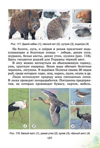Рис. 117. Дикий кабан (1), лесной кот (2), нутрия (3), ондатра (4)
На болота, луга, к озёрам и рекам прилетают водо­
плавающие и болотные птицы - лебеди, дикие гуси,
журавли, белые аисты, дикие утки, кулики (рис. 118).
Здесь гнездится редкий для Украины чёрный аист.
В лесу можно наткнуться на обыкновенную гадюку,
ужа, прыткую ящерицу. Возле воды обитают болотные
черепахи, лягушки. В водоёмах Полесья свыше 30 видов
рыб, среди которых: карп, лещ, карась, щука, окунь и др.
Люди используют природу зоны смешанных лесов.
В лесах проводят лесоразработки. Построены предприя­
тия, на которых производят бумагу, картон, мебель.
Рис. 118. Белый аист (1), дикая утка (2), кулик (3), чёрный аист (4)
137
 