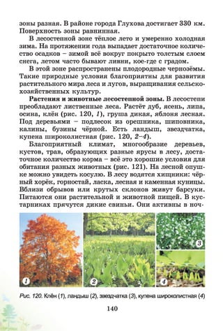 зоны разная. В районе города Глухова достигает 330 км.
Поверхность зоны равнинная.
В лесостепной зоне тёплое лето и умеренно холодная
зима. На протяжении года выпадает достаточное количе­
ство осадков - зимой всё вокруг покрыто толстым слоем
снега, летом часто бывают ливни, кое-где с градом.
В этой зоне распространены плодородные чернозёмы.
Такие природные условия благоприятны для развития
растительного мира леса и лугов, выращивания сельско­
хозяйственных культур.
Растения и животные лесостепной зоны. В лесостепи
преобладают лиственные леса. Растёт дуб, ясень, липа,
осина, клён (рис. 120, 1), груша дикая, яблоня лесная.
Под деревьями - подлесок из орешника, шиповника,
калины, бузины чёрной. Есть ландыш, звездчатка,
купена широколистная (рис. 120, 2 -4 ).
Благоприятный климат, многообразие деревьев,
кустов, трав, образующих разные ярусы в лесу, доста­
точное количество корма - всё это хорошие условия для
обитания разных животных (рис. 121). На лесной опуш­
ке можно увидеть косулю. В лесу водятся хищники: чёр­
ный хорёк, горностай, ласка, лесная и каменная куницы.
Вблизи обрывов или крутых склонов живут барсуки.
Питаются они растительной и животной пищей. В кус­
тарниках прячутся дикие свиньи. Они активны в ноч-
Рис. 120. Клён (1), ландыш (2), звездчатка (3), купена широколистная (4)
140
 