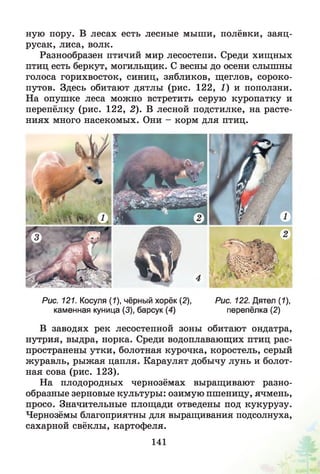 ную пору. В лесах есть лесные мыши, полёвки, заяц-
русак, лиса, волк.
Разнообразен птичий мир лесостепи. Среди хищных
птиц есть беркут, могильщик. С весны до осени слышны
голоса горихвосток, синиц, зябликов, щеглов, сороко­
путов. Здесь обитают дятлы (рис. 122, 1) и поползни.
На опушке леса можно встретить серую куропатку и
перепёлку (рис. 122, 2). В лесной подстилке, на расте­
ниях много насекомых. Они - корм для птиц.
Рис. 121. Косуля (1), чёрный хорёк (2), Рис. 122. Дятел (1),
каменная куница (3), барсук (4) перепёлка (2)
В заводях рек лесостепной зоны обитают ондатра,
нутрия, выдра, норка. Среди водоплавающих птиц рас­
пространены утки, болотная курочка, коростель, серый
журавль, рыжая цапля. Караулят добычу лунь и болот­
ная сова (рис. 123).
На плодородных чернозёмах выращивают разно­
образные зерновые культуры: озимую пшеницу, ячмень,
просо. Значительные площади отведены под кукурузу.
Чернозёмы благоприятны для выращивания подсолнуха,
сахарной свёклы, картофеля.
141
 