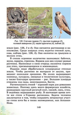 Рис. 126. Степная гадюка (7), прыткая ящерица (2),
полевой жаворонок (3), серая куропатка (4), кобчик (5)
земле (рис. 126, 3 и 4). Они питаются растениями и на­
секомыми. Среди хищных птиц водится степной лунь,
сова, кобчик (рис. 126, 5). Они охотятся на грызунов и
мелких птиц.
В степях огромное количество насекомых: бабочки,
жуки, саранча, стрекозы. Кормом для них служат разные
растения. Насекомые в свою очередь являются кормом
для птиц, пресмыкающихся и земноводных.
Издавна люди обрабатывали плодородные степные
земли. Чтобы растения не выгорали от засухи, при­
меняют капельное орошение. На полях выращивают
пшеницу, кукурузу, овощные и технические культуры,
а также благодаря орошению - рис. Большие площади
отведены под сады, виноградники, бахчи.
Растительность степей - хороший корм для домашних
животных. Поэтому здесь много фермерских хозяйств,
разводящих крупный рогатый скот, свиней, овец, птиц.
В водоёмах выращивают рыбу. В настоящее время поч­
ти все степи в Украине распаханы. Задача человека
заключается в том, чтобы сохранить нетронутые участ­
ки степи хотя бы в таких заповедниках, как Аскания-
Нова.
146
 