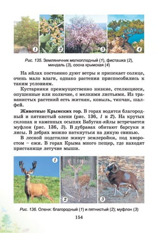 Рис. 135. Земляничник мелкоплодный (1), фисташка (2),
миндаль (3), сосна крымская (4)
На яйлах постоянно дуют ветры и припекает солнце,
очень мало влаги, однако растения приспособились к
таким условиям.
Кустарники преимущественно низкие, стелющиеся,
опушенные или колючие, с мелкими листьями. Из тра­
вянистых растений есть житняк, ковыль, типчак, шал­
фей.
Животные Крымских гор. В горах водятся благород­
ный и пятнистый олени (рис. 136, 1 и 2). На крутых
склонах и каменных осыпях Бабуган-яйлы встречается
муфлон (рис. 136, 3). В дубравах обитают барсуки и
лисы. В дебрях можно наткнуться на дикую свинью.
В лесной подстилке живут землеройки, под хворо­
стом - ежи. В горах Крыма много пещер, где находят
пристанище летучие мыши.
Рис. 136. Олени: благородный (1) и пятнистый (2); муфлон (3)
154
 