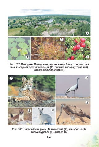 Рис. 137. Панорама Полесского заповедника (1) и его редкие рас­
тения: водяной орех плавающий (2), росянка промежуточная (3),
клюква мелкоплодная (4)
Рис. 138. Европейская рысь (1), горностай (2), заяц-беляк (3),
серый журавль (4), змееяд (5)
157
 