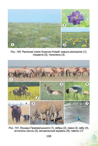 Рис. 140. Растения степи Аскании-Новой: ковыль-волосатик (1),
люцерна (2), тюльпаны (3)
Рис. 141. Лошади Пржевальського (1), зебры (2), лама (3), зебу (4),
антилопы канны (5), венценосный журавль (6), павлин (7)
159
 