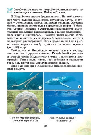 ^0$ ' Определи по карте полушарий в школьном атласе, ка-
— кие материки омывает Индийский океан.
В Индийском океане бурлит жизнь. Из рыб в север­
ной части водится сардинелла, скумбрия, акулы; в ю ж ­
ной - белокровные рыбы, например ледяная. Особенно
богаты жизнью мелководья коралловых рифов. У бере­
гов Африки, Евразии и Австралии наблюдаются значи­
тельные скопления ракообразных, а также моллюсков -
каракатиц и кальмаров. В южной части океана очень
много одноклеточных водорослей, моллюсков, медуз и
некоторых ракообразных. Они служат пищей для рыб,
а также морских змей, огромных слоновых черепах
(рис. 40) и др.
Рыболовля в Индийском океане развита гораздо
меньше, чем в других океанах. Китобойный промысел
в южной части Индийского океана практически пре­
кращён. Такие виды китов, как сейвалы и кашалоты
(рис. 41), взяты под международную охрану.
Ещё в древности в Индийском океане добывали цен­
ный жемчуг.
Рис. 40. Морская змея (1), Рис. 41. Киты: сейвал (1)
слоновая черепаха (2) и кашалот (2)
53
 