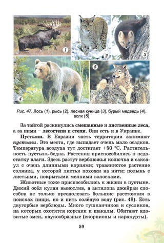 Рис. 47. Лось (1), рысь (2), лесная куница (3), бурый медведь (4),
волк (5)
За тайгой раскинулись смешанные и лиственные леса,
а за ними - лесостепи и степи. Они есть и в Украине.
Пустыни. В Евразии часть территории занимают
пуст ы ни. Это места, где выпадает очень мало осадков.
Температура воздуха тут достигает +50 °С. Раститель­
ность пустынь бедна. Растения приспособились к недо­
статку влаги. Здесь растут верблюжья колючка и сакса­
ул с очень длинными корнями; травянистое растение
солянка, у которой листья похожи на нити; полынь с
листьями, покрытыми мелкими волосками.
Животные тоже приспособились к жизни в пустыне.
Дикий осёл кулан вынослив, а антилопа джейран спо­
собна не только преодолевать большие расстояния в
поисках пищи, но и пить солёную воду (рис. 48). Есть
двугорбые верблюды. Много тушканчиков и сусликов,
на которых охотятся корсаки и шакалы. Обитают ядо­
витые змеи, паукообразные (скорпионы и каракурты).
59
 