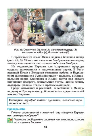 Рис. 49. Орангутанг (1), тигр (2), малайский медведь (3),
королевская кобра (4), большая панда (5)
В тропических лесах Китая водится большая панда
(рис. 49, 5). Животное называют бамбуковым медведем,
потому что питается оно только побегами бамбука.
На территории Евразии для сохранения природы
созданы заповедники и национальные парки. В Бело­
вежской Пуще в Беларуси охраняют зубров, в Бадхыз-
ском заповеднике в Туркменистане - куланов, в Нацио­
нальном парке Казиранга в Индии взяты под охрану
индийские носороги, бенгальские тигры, дикие слоны,
леопарды, редкие птицы и пресмыкающиеся.
Среди животных и растений, занесённых в М ежду­
народную Красную книгу, больше всего представителей
именно Евразии.
Словарик: тундра; тайга; пустыни; влажные тро­
пические леса.
Проверь себя
Почему растительный и животный мир материка Евразия
настолько разнообразен?
Подготовь сообщение о растении или животном, которое
есть только в Евразии.
61
 