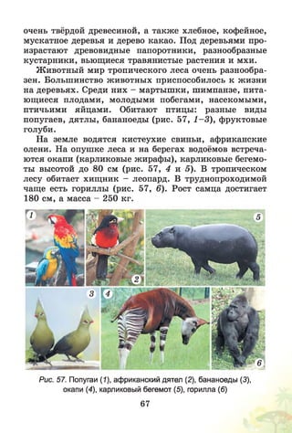 очень твёрдой древесиной, а также хлебное, кофейное,
мускатное деревья и дерево какао. Под деревьями про­
израстают древовидные папоротники, разнообразные
кустарники, вьющиеся травянистые растения и мхи.
Животный мир тропического леса очень разнообра­
зен. Большинство животных приспособилось к жизни
на деревьях. Среди них - мартышки, шимпанзе, пита­
ющиеся плодами, молодыми побегами, насекомыми,
птичьими яйцами. Обитают птицы: разные виды
попугаев, дятлы, бананоеды (рис. 57, 1 -3 ), фруктовые
голуби.
На земле водятся кистеухие свиньи, африканские
олени. На опушке леса и на берегах водоёмов встреча­
ются окапи (карликовые жирафы), карликовые бегемо­
ты высотой до 80 см (рис. 57, 4 и 5). В тропическом
лесу обитает хищник - леопард. В труднопроходимой
чаще есть гориллы (рис. 57, 6). Рост самца достигает
180 см, а масса - 250 кг.
Рис. 57. Попугаи (1), африканский дятел (2), бананоеды (3),
окапи (4), карликовый бегемот (5), горилла (6)
67
 