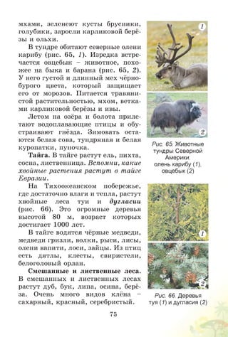 мхами, зеленеют кусты брусники,
голубики, заросли карликовой берё­
зы и ольхи.
В тундре обитают северные олени
карибу (рис. 65, 1). Изредка встре­
чается овцебык - животное, похо­
жее на быка и барана (рис. 65, 2).
У него густой и длинный мех чёрно­
бурого цвета, который защищает
его от морозов. Питается травяни­
стой растительностью, мхом, ветка­
ми карликовой берёзы и ивы.
Летом на озёра и болота приле­
тают водоплавающие птицы и обу­
страивают гнёзда. Зимовать оста­
ются белая сова, тундряная и белая
куропатки, пуночка.
Тайга. В тайге растут ель, пихта,
сосна, лиственница. Вспомни, какие
хвойные раст ения раст ут в тайге
Евразии.
На Тихоокеанском побережье,
где достаточно влаги и тепла, растут
хвойные леса туи и дугласии
(рис. 66). Это огромные деревья
высотой 80 м, возраст которых
достигает 1000 лет.
В тайге водятся чёрные медведи,
медведи гризли, волки, рыси, лисы,
олени вапити, лоси, зайцы. Из птиц
есть дятлы, клесты, свиристели,
белоголовый орлан.
Смешанные и лиственные леса.
В смешанных и лиственных лесах
растут дуб, бук, липа, осина, берё­
за. Очень много видов клёна -
сахарный, красный, серебристый.
75
Рис. 65. Животные
тундры Северной
Америки:
олень карибу (1),
овцебык (2)
Рис. 66. Деревья
туя (1) идугласия (2)
 