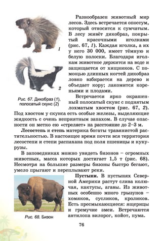 Разнообразен животный мир
лесов. Здесь встречается опоссум,
который относится к сумчатым.
В лесу живёт дикобраз, покры­
тый красочными иголками
(рис. 67, 1). Каждая иголка, а их
у него 30 ООО, имеет тёмную и
белую полоски. Благодаря игол­
кам животное держится на воде и
защищается от хищников. С по­
мощью длинных когтей дикобраз
ловко взбирается на дерево и
объедает кору; лакомится коре­
ньями и плодами.
Встречается ярко окрашен­
ный полосатый скунс с поднятым
лохматым хвостом (рис. 67, 2).
Под хвостом у скунса есть особые железы, выделяющие
жидкость с очень неприятным запахом. В случае опас­
ности он метко ею «стреляет» на расстояние до 2 -3 м.
Лесостепь и степь материка богаты травянистой рас­
тительностью. В настоящее время почти вся территория
лесостепи и степи распахана под поля пшеницы и куку­
рузы.
В заповедниках можно увидеть бизонов - огромных
животных, масса которых достигает 1,5 т (рис. 68).
Несмотря на большие размеры бизоны быстро бегают,
умело прыгают и переплывают реки.
Пустыни. В пустынях Север­
ной Америки растут слива колю­
чая, кактусы, агавы. Из живот­
ных особенно много грызунов -
хомяков, сусликов, кроликов.
Есть пресмыкающиеся: ящерицы
и гремучие змеи. Встречаются
Рис. 68. Бизон антилопа вилорог, койот, пума.
Рис. 67. Дикобраз (7),
полосатый скунс (2)
76
 