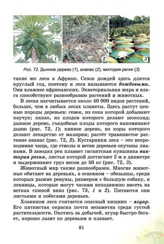 Рис. 72. Дынное дерево (1), ананас (2), виктория регия (3)
такие ж е леса в Африке. Сезон дождей здесь длится
круглый год, поэтому и леса называются дож девыми.
Они влажнее африканских. Экваториальная жара и вла­
га способствуют разнообразию растений и животных.
В лесах насчитывается около 40 ООО видов растений,
больше, чем в любых лесах планеты. Здесь растут цен­
ные породы деревьев: гевея, из сока которой добывают
каучук; какао, из плодов которого делают шоколад;
дынное дерево, съедобные плоды которого напоминают
дыню (рис. 72, 1); хинное дерево, из коры которого
делают лекарство от малярии; растёт травянистое рас­
тение ананас (рис. 72, 2). Кустарники леса - это непро­
ходимая чаща, где стволы и ветви деревьев окутаны лиа­
нами. В заводях рек плавает гигантская кувшинка вик­
т ория р еги я , листья которой достигают 2 м в диаметре
и выдерживают груз весом до 50 кг (рис. 72, 3).
Животный мир также разнообразен. Многие живот­
ные обитают на деревьях, в основном - обезьяны, среди
которых рыжие ревуны, размером с большую собаку, и
ленивцы, которые могут часами неподвижно висеть на
ветках спиной вниз (рис. 73, 1 и 2). Питаются они
листьями и побегами деревьев.
Хозяином леса считается опасный хищник - я гуа р .
Его пятнистая окраска почти незаметна среди густой
растительности. Охотясь за добычей, ягуар быстро бега­
ет, хорошо лазит по деревьям и плавает.
81
 