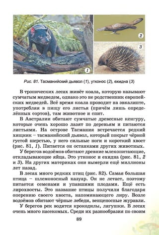 Рис. 81. Тасманийский дьявол (1), утконос (2), ехидна (3)
В тропических лесах живёт коала, которую называют
сумчатым медведем, однако это не родственник европей­
ских медведей. Всё время коала проводит на эвкалипте,
употребляя в пищу его листья (причём лишь опреде­
лённых сортов), там животное и спит.
В Австралии обитают сумчатые древесные кенгуру,
которые очень хорошо лазят по деревьям и питаются
листьями. На острове Тасмания встречается редкий
хищник - тасманийский дьявол, который покрыт чёрной
густой шерстью, у него сильные ноги и короткий хвост
(рис. 81, 1). Питается он останками других животных.
У берегов водоёмов обитают древние млекопитающие,
откладывающие яйца. Это утконос и ехидна (рис. 81, 2
и 3). На других материках они вымерли ещё миллионы
лет назад.
В лесах много редких птиц (рис. 82). Самая большая
птица - шлемоносный казуар. Он не летает, поэтому
питается семенами и упавшими плодами. Ещё есть
лирохвосты. Это название птицы получили благодаря
оперению своего хвоста, напоминающего лиру. Возле
водоёмов обитают чёрные лебеди, венценосные журавли.
У берегов рек водятся крокодилы, лягушки. В лесах
очень много насекомых. Среди их разнообразия по своим
89
 