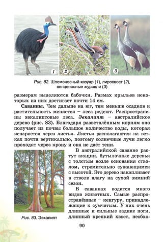 Рис. 82. Шлемоносный казуар ("/), лирохвост (2),
венценосные журавли (3)
размерам выделяются бабочки. Размах крыльев неко­
торых из них достигает почти 14 см.
Саванны. Чем дальше на юг, тем меньше осадков и
растительность меняется - леса редеют. Распростране­
ны эвкалиптовые леса. Эвкалипт - австралийское
дерево (рис. 83). Благодаря разветвлённым корням оно
получает из почвы большое количество воды, которая
испаряется через листья. Листья располагаются на вет­
ках почти вертикально, поэтому солнечные лучи легко
проходят через крону и она не даёт тени.
В австралийской саванне рас­
тут акации, бутылочные деревья
с толстым возле основания ство­
лом, стремительно сужающимся
с высотой. Это дерево накапливает
в стволе влагу на сухой зимний
сезон.
В саваннах водится много
видов животных. Самые распро­
странённые - кенгуру, принадле­
жащие к сумчатым. У них очень
длинные и сильные задние ноги,
Рис. 83. Эвкалипт длинный крепкий хвост, необхо-
 