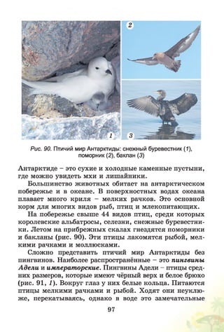 Рис. 90. Птичий мир Антарктиды: снежный буревестник (1),
поморник (2), баклан (3)
Антарктиде - это сухие и холодные каменные пустыни,
где можно увидеть мхи и лишайники.
Большинство животных обитает на антарктическом
побережье и в океане. В поверхностных водах океана
плавает много криля - мелких рачков. Это основной
корм для многих видов рыб, птиц и млекопитающих.
На побережье свыше 44 видов птиц, среди которых
королевские альбатросы, селезни, снежные буревестни­
ки. Летом на прибрежных скалах гнездятся поморники
и бакланы (рис. 90). Эти птицы лакомятся рыбой, мел­
кими рачками и моллюсками.
Сложно представить птичий мир Антарктиды без
пингвинов. Наиболее распространённые - это пингвины
А дели и императорские. Пингвины Адели - птицы сред­
них размеров, которые имеют чёрный верх и белое брюхо
(рис. 91, 1). Вокруг глаз у них белые кольца. Питаются
птицы мелкими рачками и рыбой. Ходят они неуклю­
ж е, перекатываясь, однако в воде это замечательные
97
 